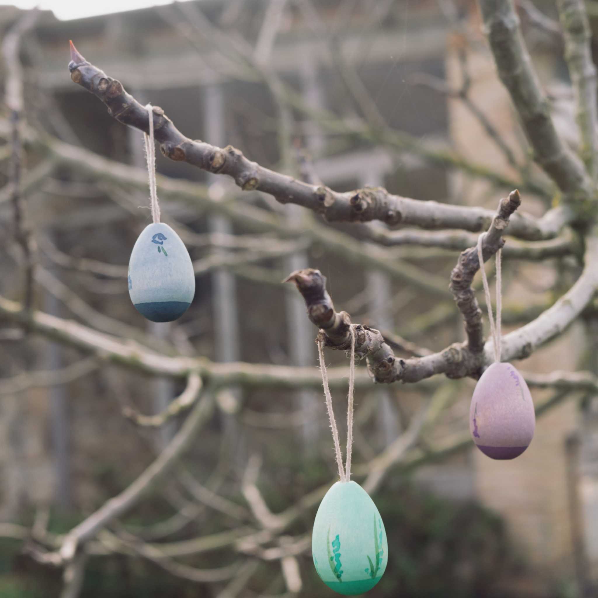 Grapat Aurora Eggs In Tree Branches