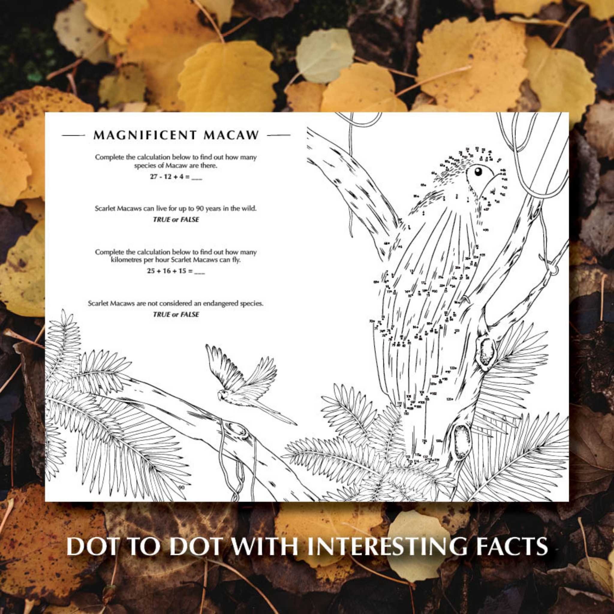 You Wild Books Activity Book - Dot to Dot